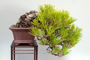 クロマツ-W（くろまつ・黒松）盆栽の樹作りの参考樹形・Pinus thunbergii Best bonsai