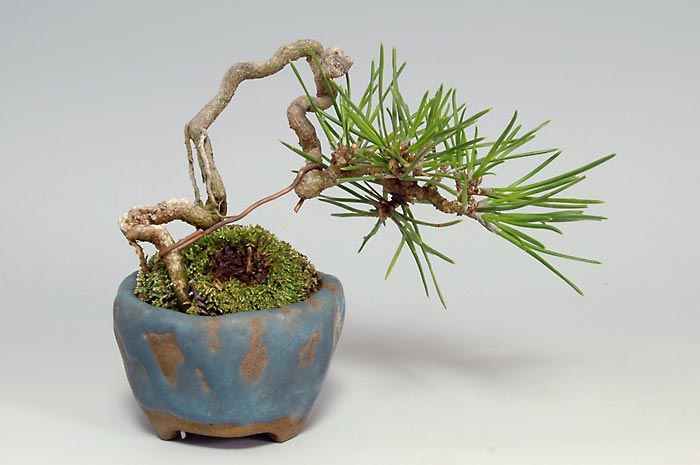 クロマツY（くろまつ・黒松）松柏盆栽の販売と育て方・作り方・Pinus thunbergii bonsai