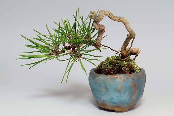 ミニ盆栽・クロマツY（くろまつ・黒松）松柏盆栽を裏側から見た景色・Pinus thunbergii bonsai