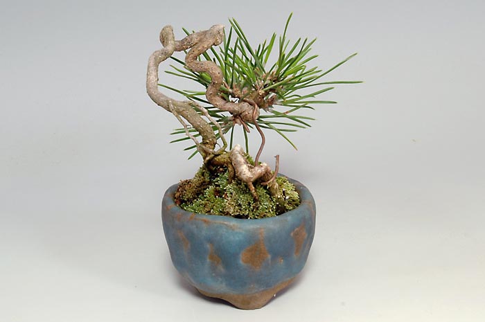 ミニ盆栽・クロマツY（くろまつ・黒松）松柏盆栽を左側から見た景色・Pinus thunbergii bonsai