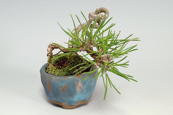 ミニ盆栽・クロマツY（くろまつ・黒松）松柏盆栽を右側から見た景色・Pinus thunbergii bonsai