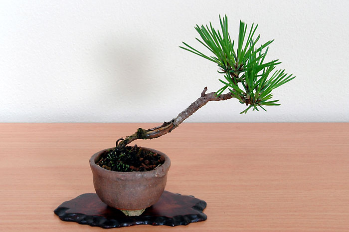 クロマツ-Z（くろまつ・黒松）松柏盆栽の販売と育て方・作り方・Pinus thunbergii bonsai