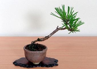 クロマツ-Z（くろまつ・黒松）盆栽の樹作りの参考樹形・Pinus thunbergii Best bonsai