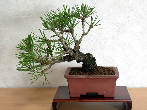 ニシキマツA（にしきまつ・錦松）松柏盆栽の販売と育て方・作り方・Pinus thunbergii Nishikimatsu bonsai