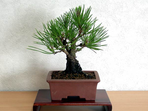 ニシキマツB（にしきまつ・錦松）松柏盆栽の販売と育て方・作り方・Pinus thunbergii Nishikimatsu bonsai