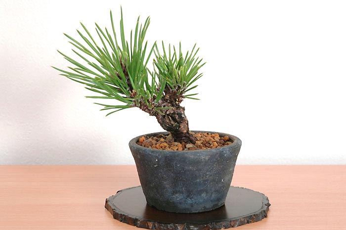 ニシキマツC（にしきまつ・錦松）松柏盆栽の販売と育て方・作り方・Pinus thunbergii Nishikimatsu bonsai