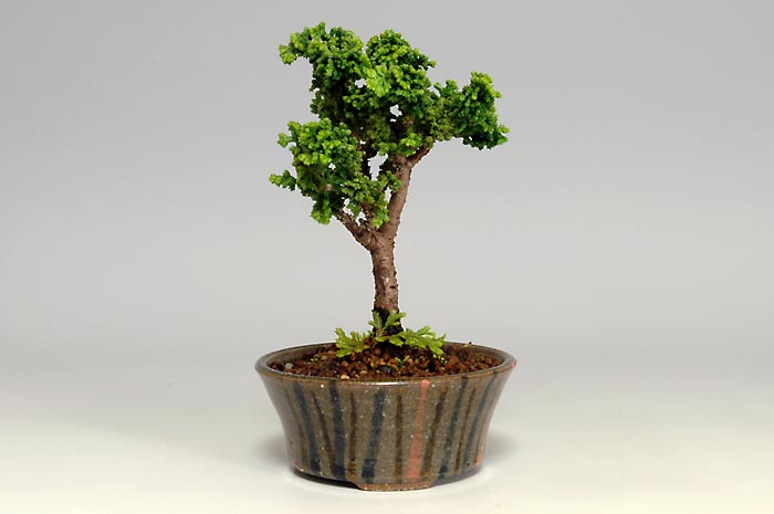 セッカヒノキB（せっかひのき・石化檜）松柏盆栽の販売と育て方・作り方・Chamaecyparis obtusa bonsai