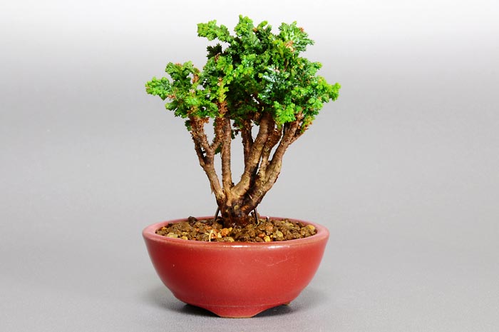 セッカヒノキD-1（せっかひのき・石化檜）松柏盆栽の販売と育て方・作り方・Chamaecyparis obtusa bonsai