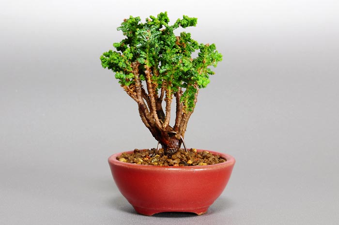 セッカヒノキD-1（せっかひのき・石化檜）ミニ盆栽の販売と育て方・作り方