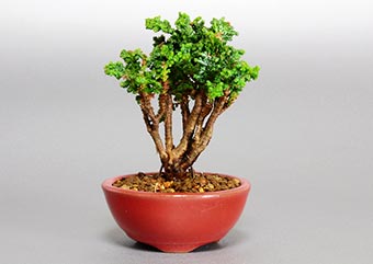 ミニ盆栽・セッカヒノキD（せっかひのき・石化檜）松柏盆栽の成長記録-1・Chamaecyparis obtusa bonsai