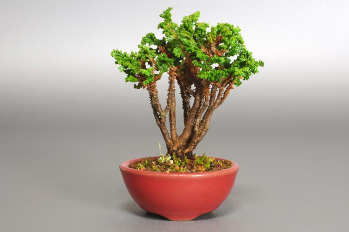 セッカヒノキD-2（せっかひのき・石化檜）松柏盆栽の販売と育て方・作り方・Chamaecyparis obtusa bonsai
