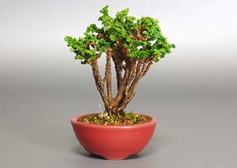 ミニ盆栽・セッカヒノキD（せっかひのき・石化檜）松柏盆栽の成長記録-2・Chamaecyparis obtusa bonsai