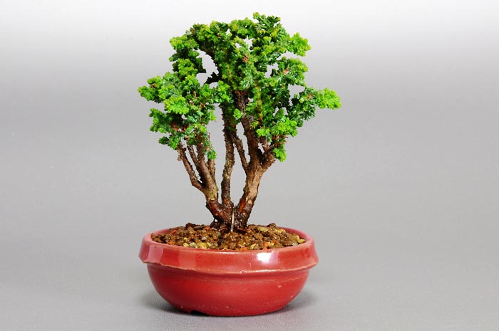 セッカヒノキE（せっかひのき・石化檜）松柏盆栽の販売と育て方・作り方・Chamaecyparis obtusa bonsai