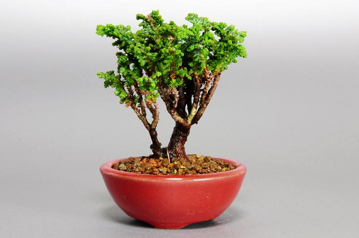 セッカヒノキF-1（せっかひのき・石化檜）松柏盆栽の販売と育て方・作り方・Chamaecyparis obtusa bonsai