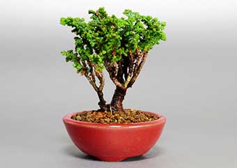 ミニ盆栽・セッカヒノキF（せっかひのき・石化檜）松柏盆栽の成長記録-1・Chamaecyparis obtusa bonsai