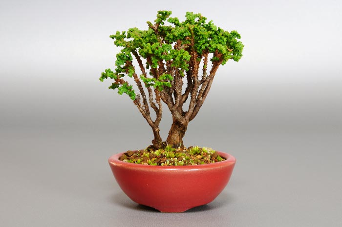 セッカヒノキF-2（せっかひのき・石化檜）松柏盆栽の販売と育て方・作り方・Chamaecyparis obtusa bonsai