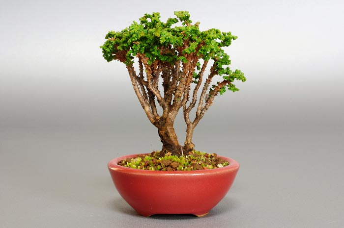 ミニ盆栽・セッカヒノキF-2（せっかひのき・石化檜）松柏盆栽を裏側から見た景色・Chamaecyparis obtusa bonsai