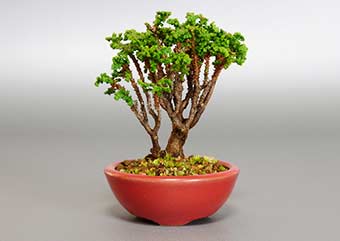 ミニ盆栽・セッカヒノキF（せっかひのき・石化檜）松柏盆栽の成長記録-2・Chamaecyparis obtusa bonsai