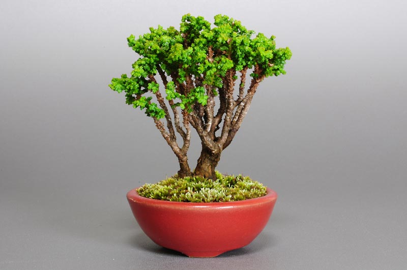 セッカヒノキF（せっかひのき・石化檜）松柏盆栽の販売と育て方・作り方・Chamaecyparis obtusa bonsai