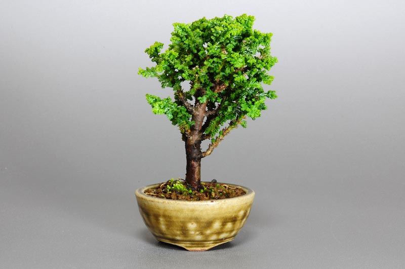 セッカヒノキG（せっかひのき・石化檜）松柏盆栽の販売と育て方・作り方・Chamaecyparis obtusa bonsa photo
