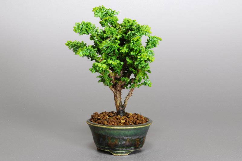 セッカヒノキH（せっかひのき・石化檜）松柏盆栽の販売と育て方・作り方・Chamaecyparis obtusa bonsai