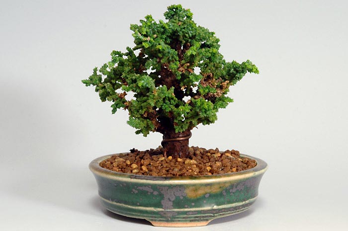 セッカヒノキI（せっかひのき・石化檜）松柏盆栽の販売と育て方・作り方・Chamaecyparis obtusa bonsai