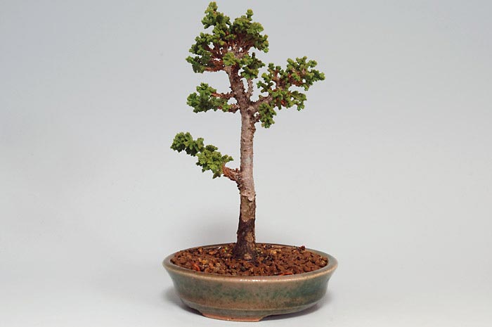 セッカヒノキJ（せっかひのき・石化檜）松柏盆栽の販売と育て方・作り方・Chamaecyparis obtusa bonsai