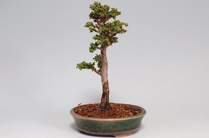 ミニ盆栽・セッカヒノキJ（せっかひのき・石化檜）松柏盆栽を右側から見た景色・Chamaecyparis obtusa bonsai