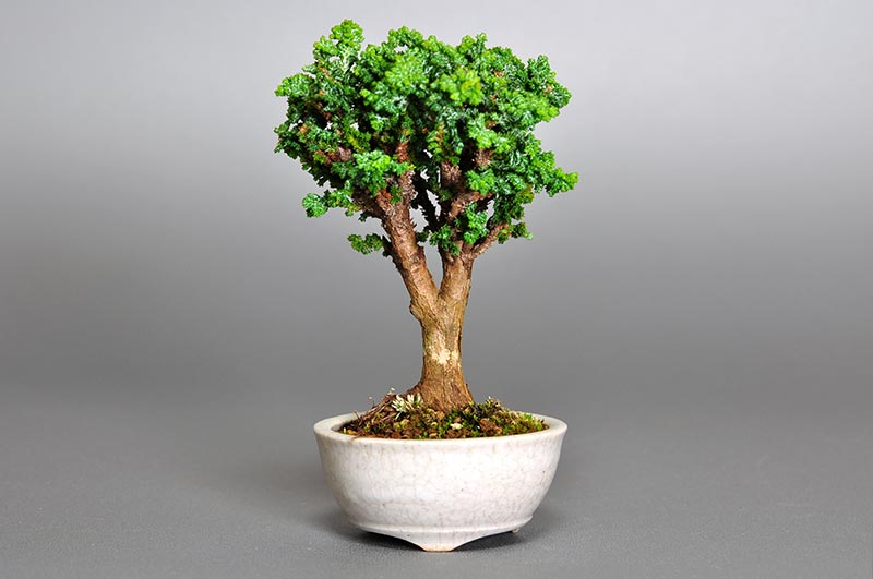セッカヒノキM（せっかひのき・石化檜）松柏盆栽の販売と育て方・作り方・Chamaecyparis obtusa bonsai