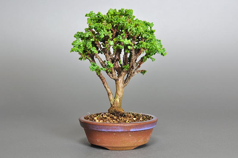 セッカヒノキN（せっかひのき・石化檜）松柏盆栽の販売と育て方・作り方・Chamaecyparis obtusa bonsai