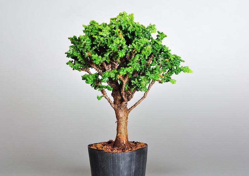 セッカヒノキ-O（せっかひのき・石化檜）松柏盆栽の販売と育て方・作り方・Chamaecyparis obtusa bonsai