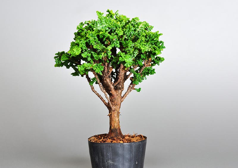 セッカヒノキ-O（せっかひのき・石化檜）松柏盆栽を裏側から見た景色・Chamaecyparis obtusa bonsai