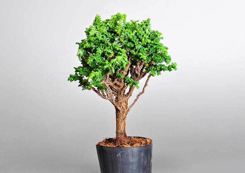 セッカヒノキ-O（せっかひのき・石化檜）松柏盆栽を右側から見た景色・Chamaecyparis obtusa bonsai