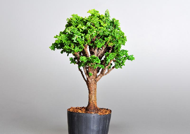 セッカヒノキ-O（せっかひのき・石化檜）松柏盆栽を左側から見た景色・Chamaecyparis obtusa bonsai