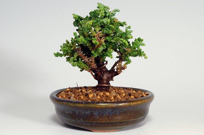 セッカヒノキP-1（せっかひのき・石化檜）松柏盆栽の販売と育て方・作り方・Chamaecyparis obtusa bonsai