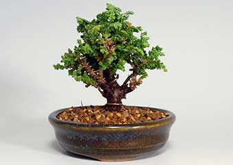 ミニ盆栽・セッカヒノキP（せっかひのき・石化檜）松柏盆栽の成長記録-1・Chamaecyparis obtusa bonsai