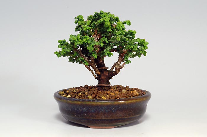 セッカヒノキP（せっかひのき・石化檜）松柏盆栽の販売と育て方・作り方・Chamaecyparis obtusa bonsai