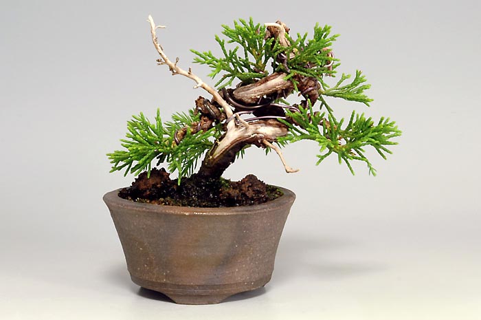 シンパクA（しんぱく・真柏）松柏盆栽の販売と育て方・作り方・Juniperus chinensis bonsai
