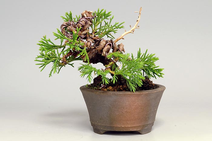 豆盆栽・シンパクA（しんぱく・真柏）松柏盆栽を裏側から見た景色・Juniperus chinensis bonsai