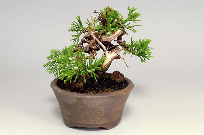 豆盆栽・シンパクA（しんぱく・真柏）松柏盆栽を左側から見た景色・Juniperus chinensis bonsai