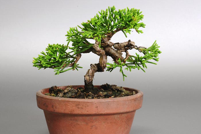 シンパク-A1（しんぱく・真柏）ミニ盆栽の販売と育て方・作り方・Juniperus chinensis bonsai