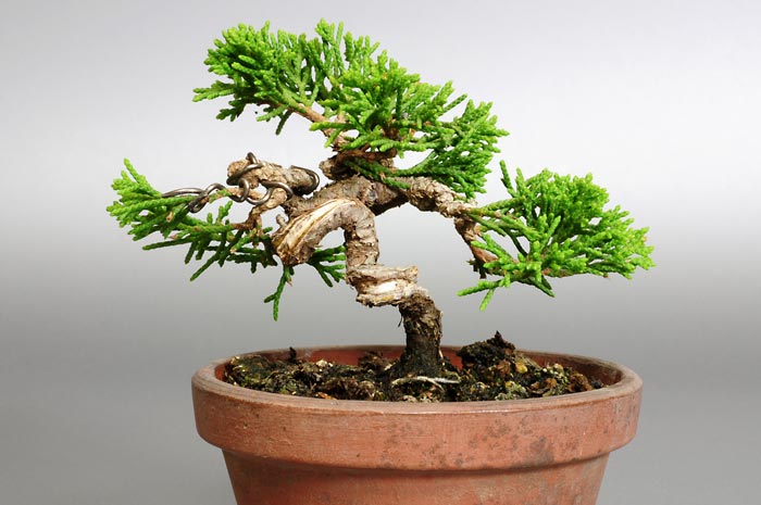 シンパク-A1（しんぱく・真柏）松柏盆栽を裏側から見た景色・Juniperus chinensis bonsai