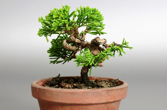 シンパク-A1（しんぱく・真柏）松柏盆栽を右側から見た景色・Juniperus chinensis bonsai