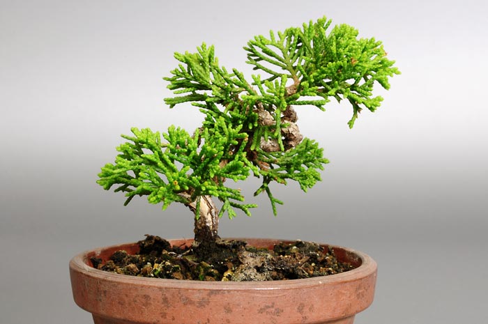 シンパク-A1（しんぱく・真柏）松柏盆栽を左側から見た景色・Juniperus chinensis bonsai