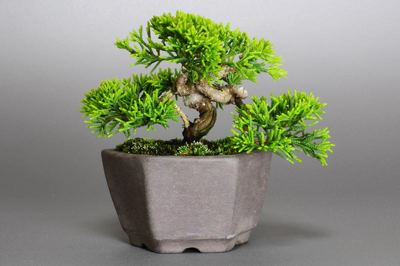 シンパク-C1（しんぱく・真柏）松柏盆栽の販売と育て方・作り方・Juniperus chinensis bonsai