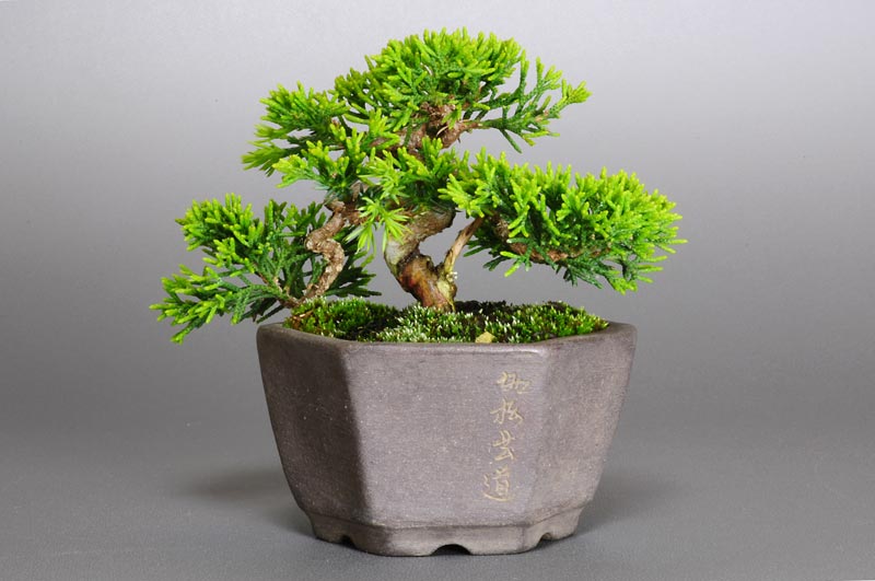 ミニ盆栽・シンパク-C1（しんぱく・真柏）松柏盆栽を裏側から見た景色・Juniperus chinensis bonsai