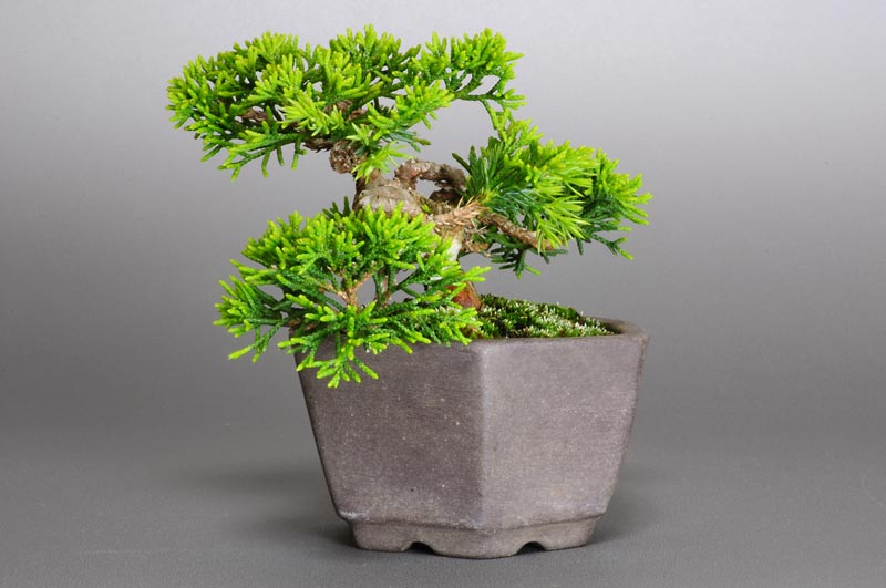 ミニ盆栽・シンパク-C1（しんぱく・真柏）松柏盆栽を右側から見た景色・Juniperus chinensis bonsai