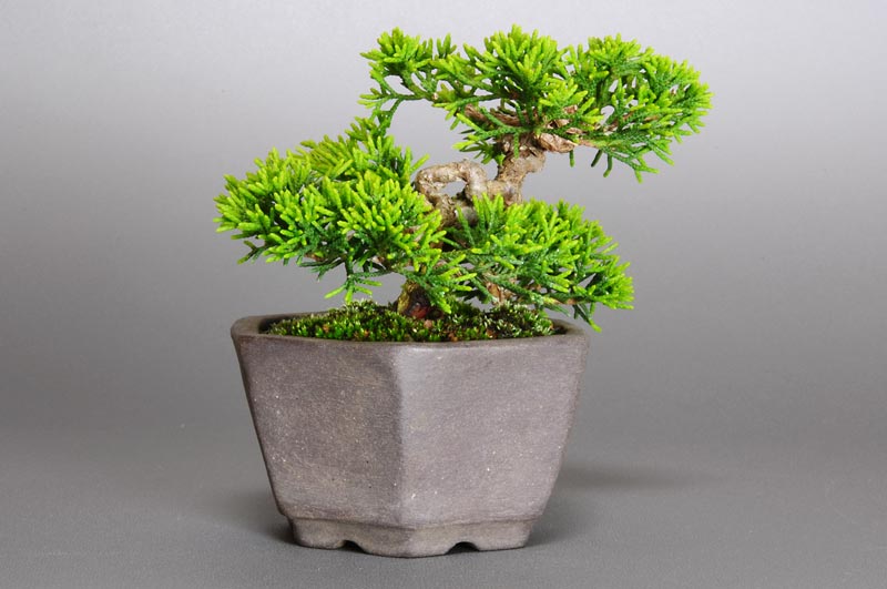 ミニ盆栽・シンパク-C1（しんぱく・真柏）松柏盆栽を左側から見た景色・Juniperus chinensis bonsai