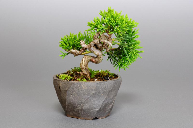 シンパク-D1（しんぱく・真柏）松柏盆栽の販売と育て方・作り方・Juniperus chinensis bonsai