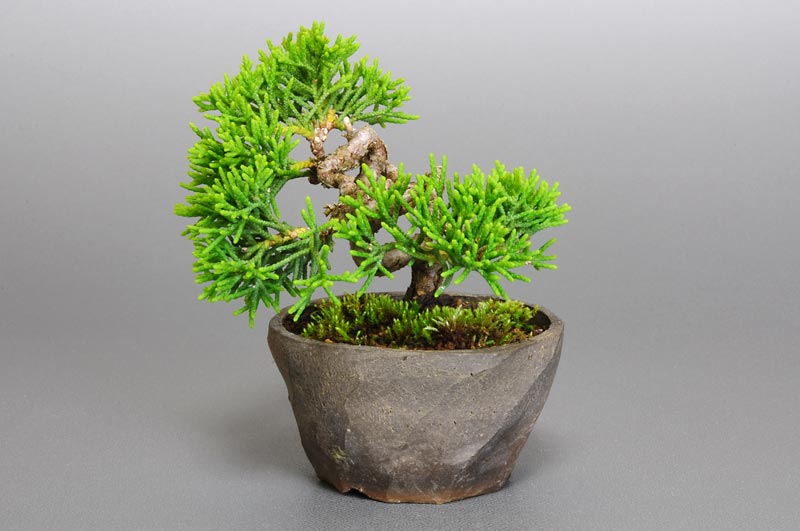 ミニ盆栽・シンパク-D1（しんぱく・真柏）松柏盆栽を裏側から見た景色・Juniperus chinensis bonsai